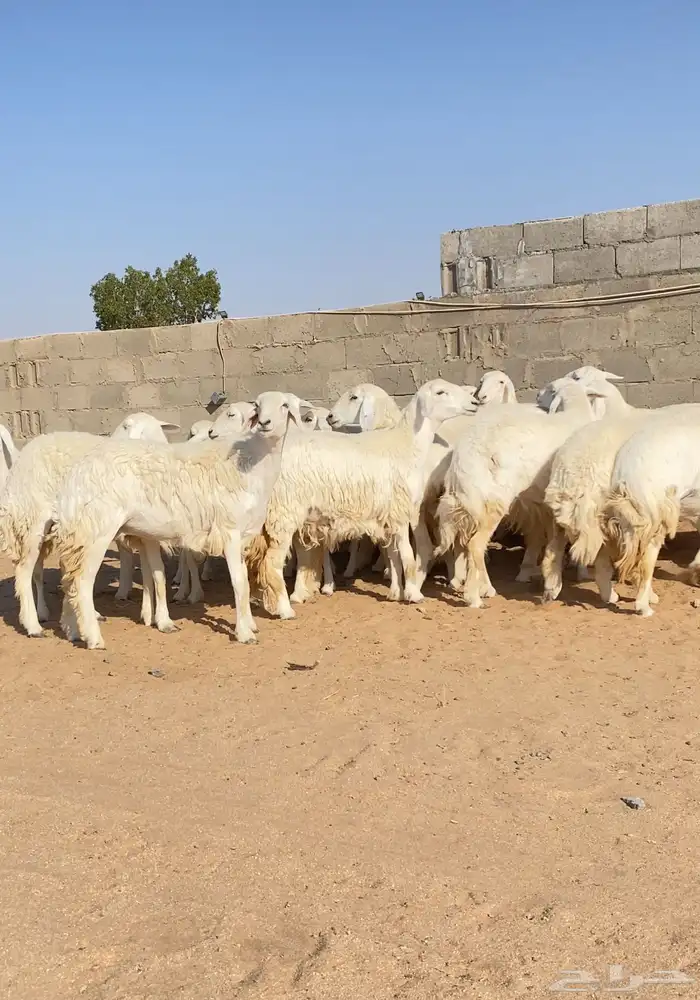 رخال حريات حرش مراح دفيع عددها 33 0