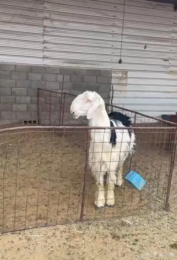 للبيع فحل نجدي 1