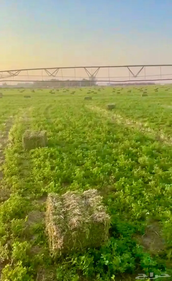 برسيم للبيع 0