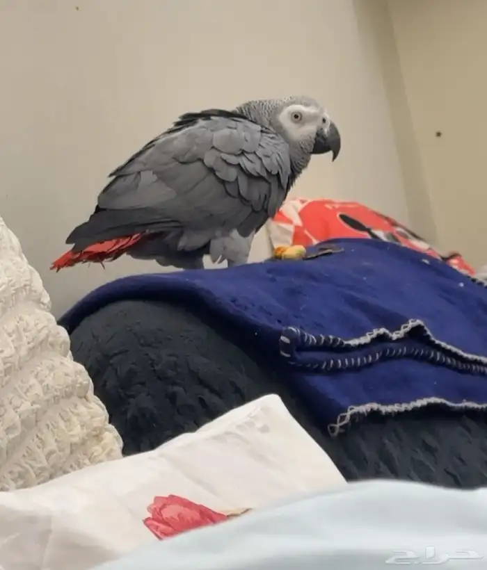 كاسكو اليف متكلم 2