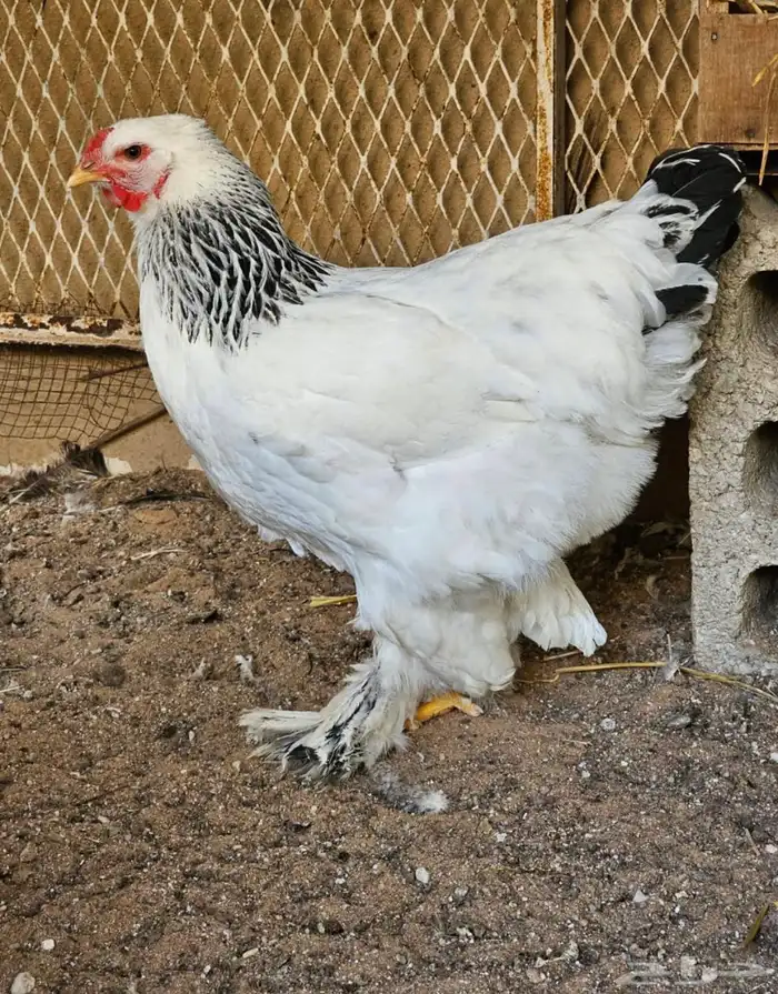 طقم دجاج براهما كولمبي كونك بي اض 2