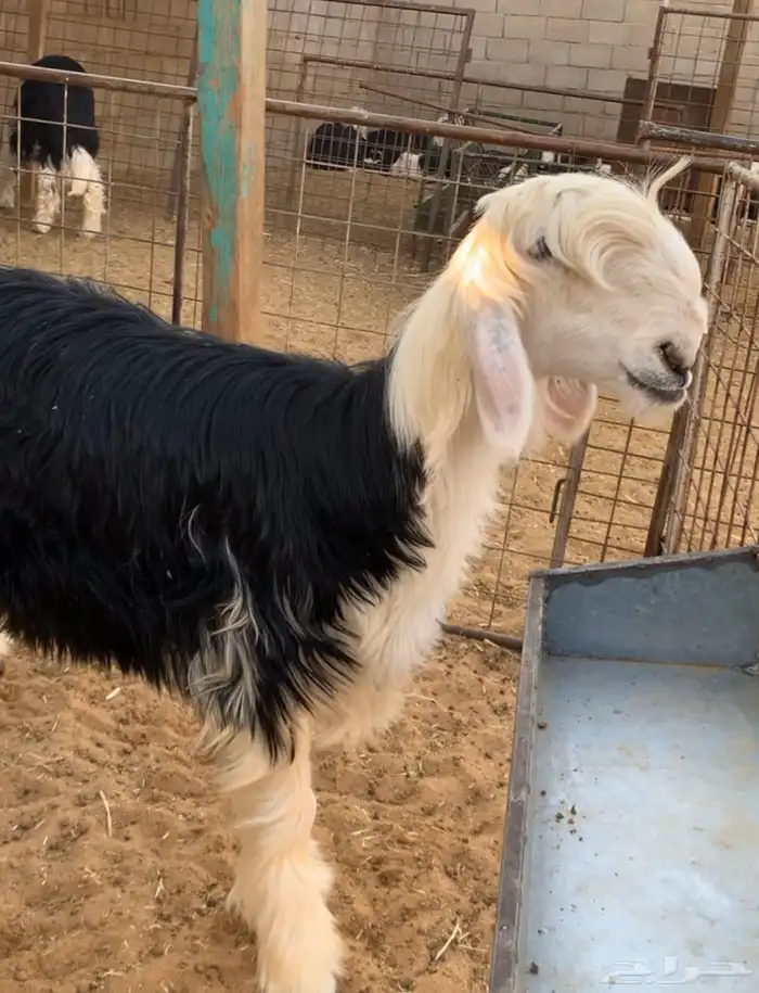 خروف ورخل نجد 1