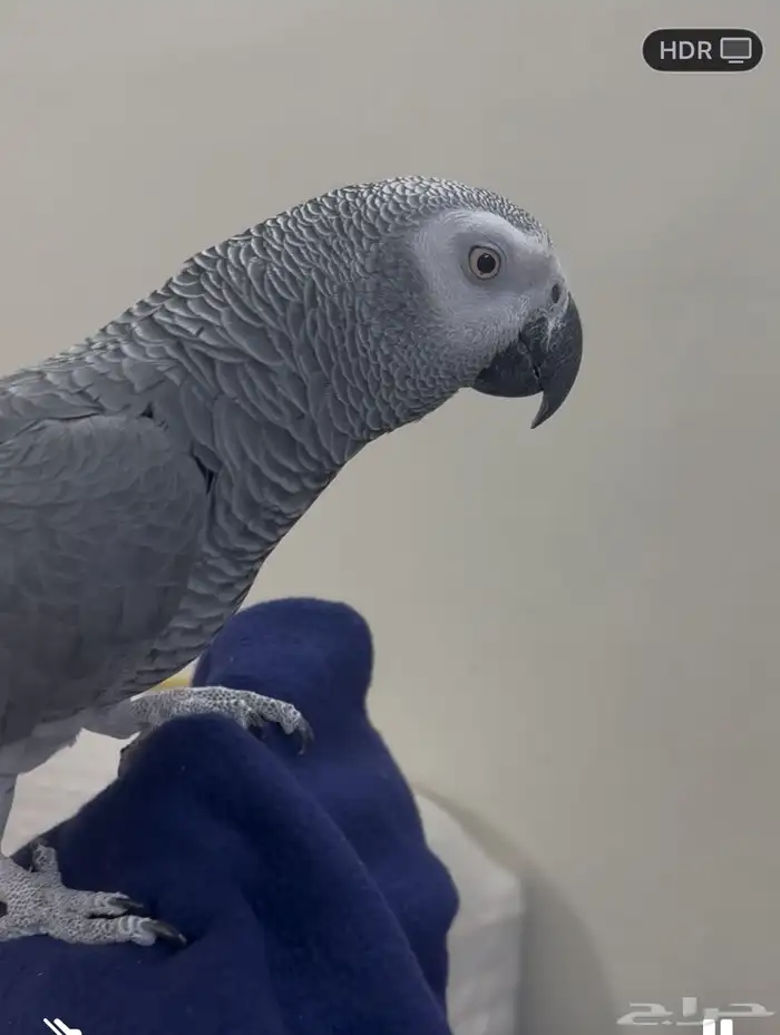 كاسكو اليف متكلم 1