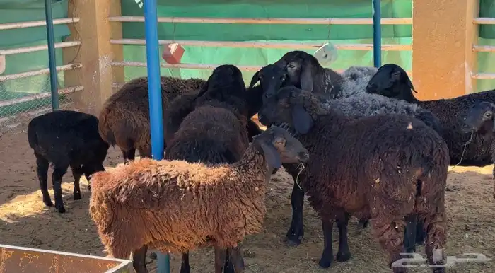 غنم أفغاني نوادر 0