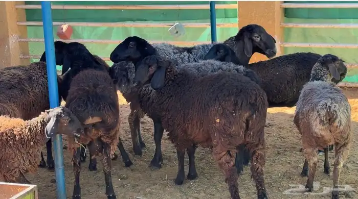 غنم أفغاني نوادر 1