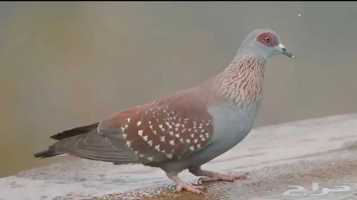 مطلوب زوج غزال 1