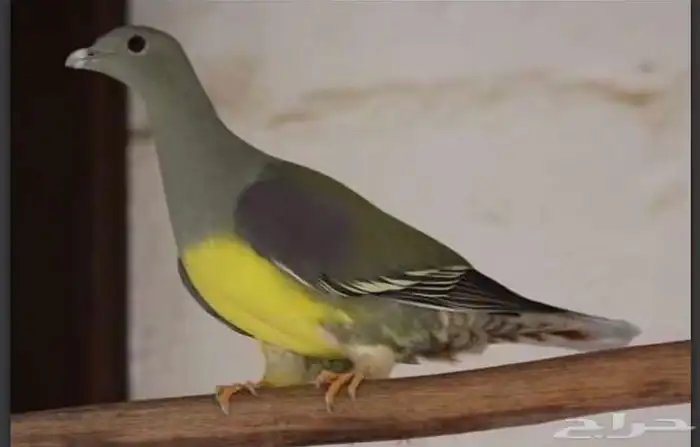 مطلوب زوج غزال 4