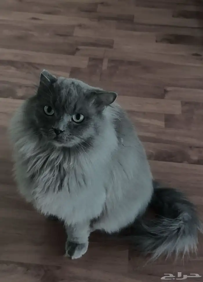 قط ذكر معقم ضايع بالله الي يلاقيه يتواصل معاي 0