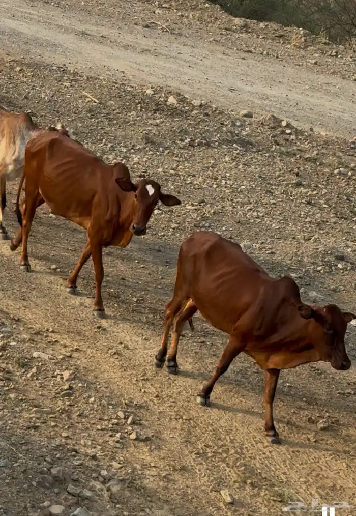 بقر بلدي منوة القناي 0