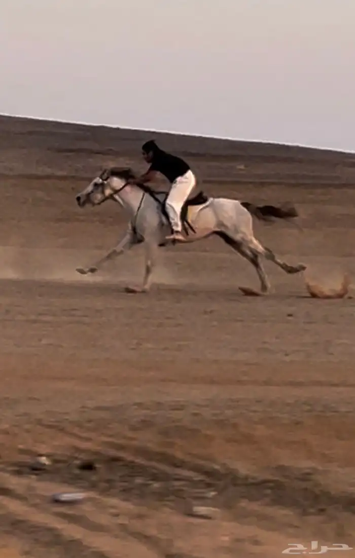 حصان سباق شعبي شرط العمر ثلاثة سنين 1