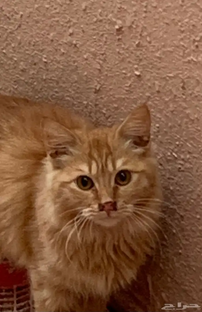 12 قطط لتبني 18