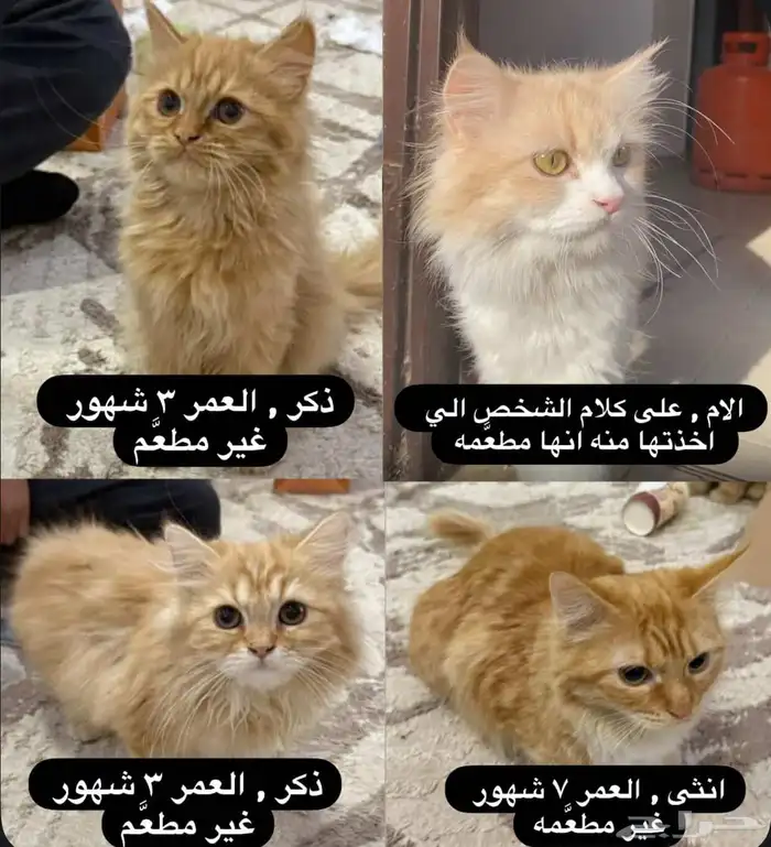 قطط للتبني المستعجل 0