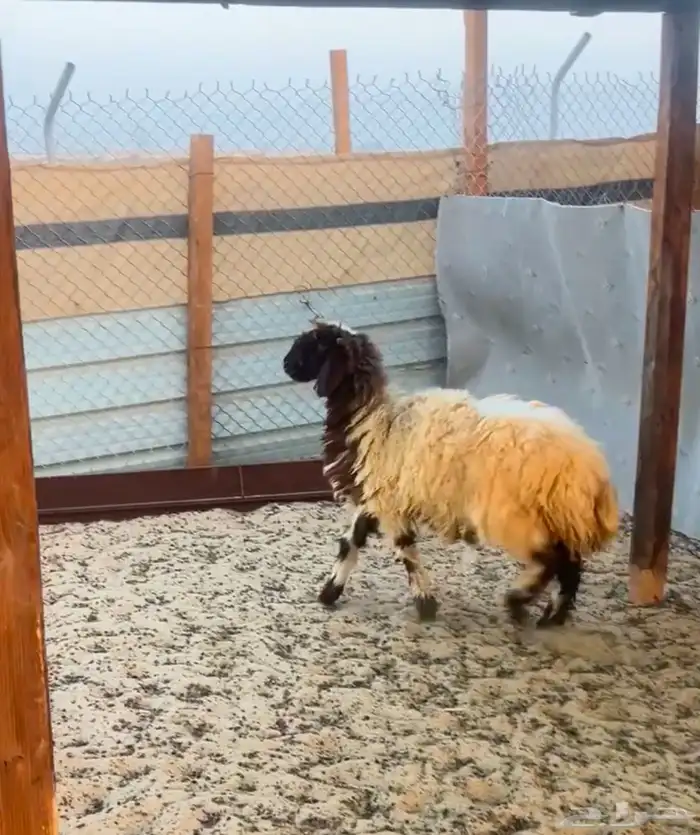 ذبايح نعيم بلدي و حري 1