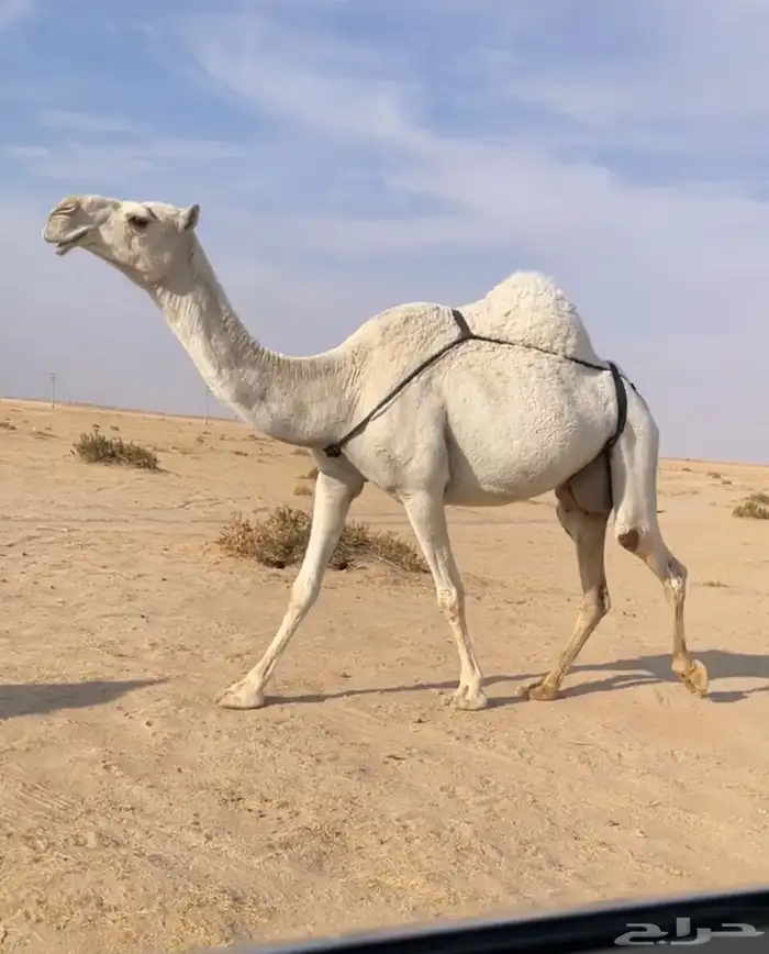 الخلفه الوضحا الكفو 3