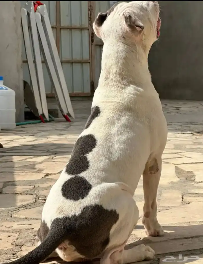 ذكر أمريكن بولي 1