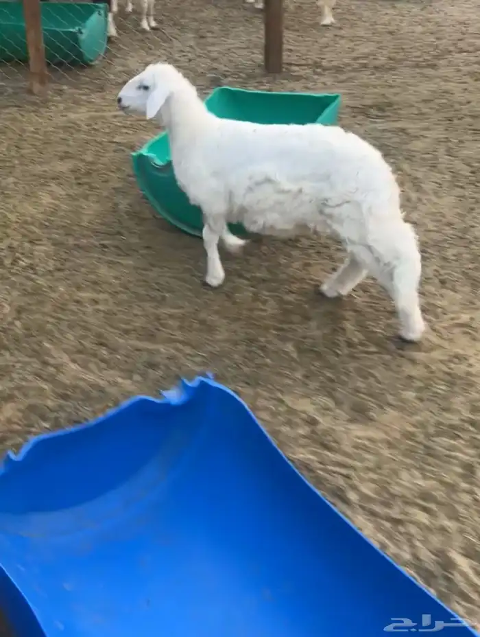 ذبايح نعيم بلدي و حري 0