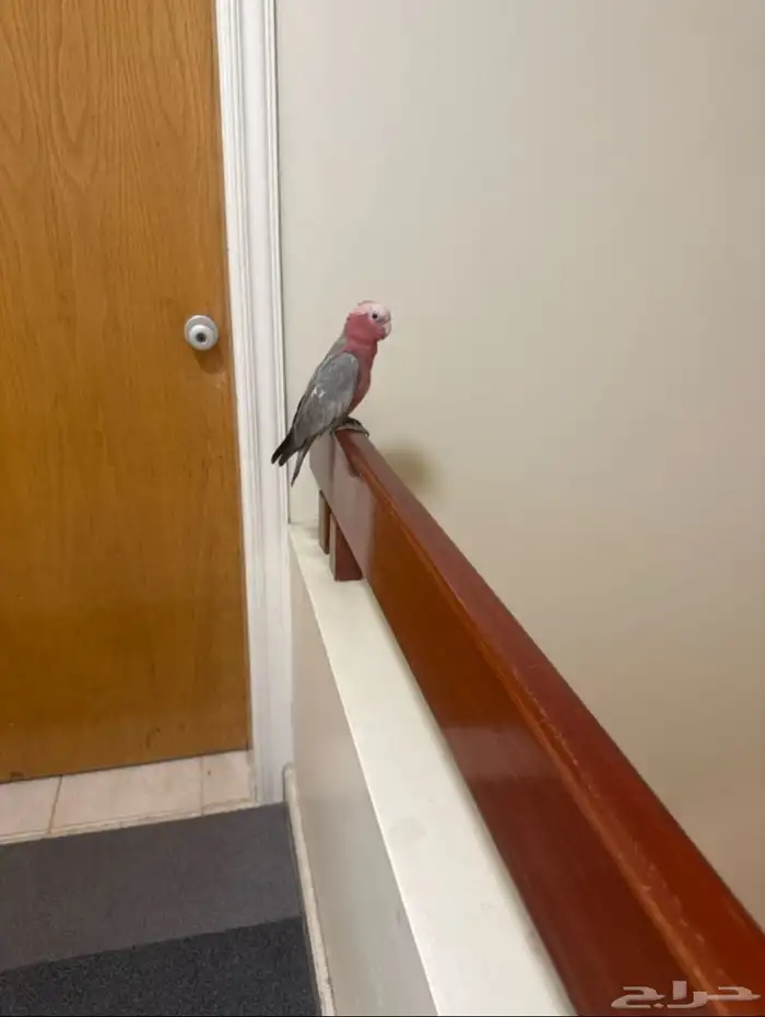 فرخ كوكاتو قالا أليف 0