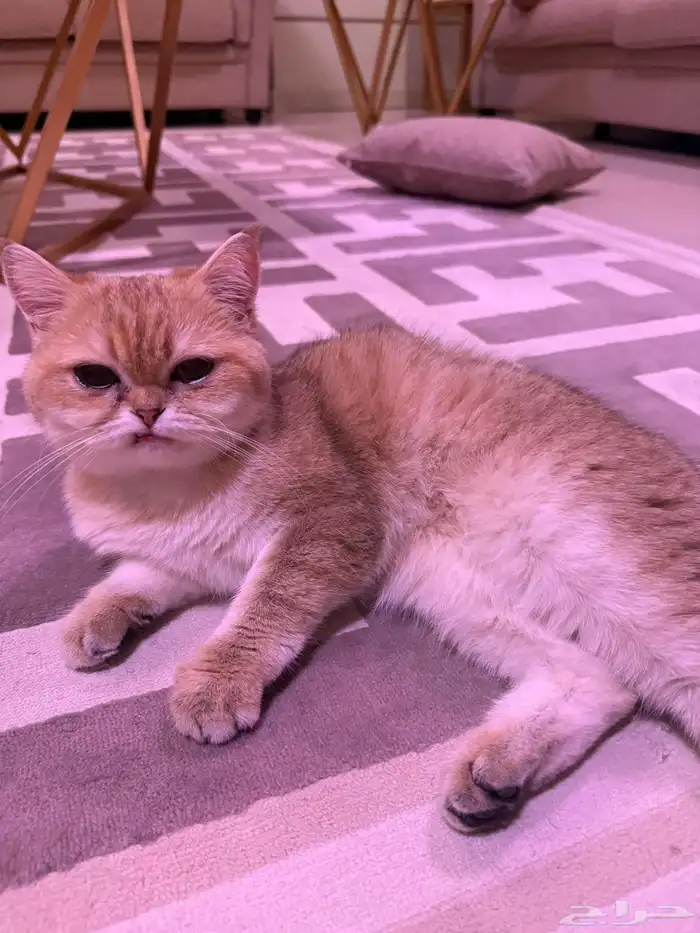 أنثى بريتش بيور مطع مه - للبيع 1