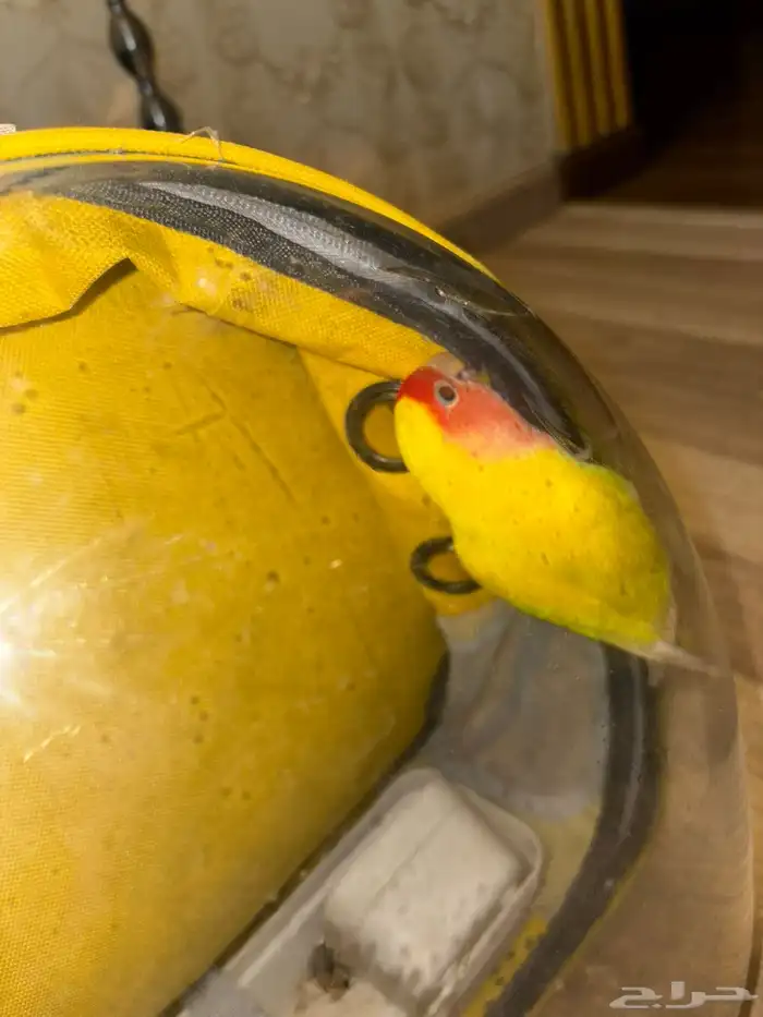 طير روز اليف ماعنده عض نهائيا  و سليم مافيه إلا العافيه 3