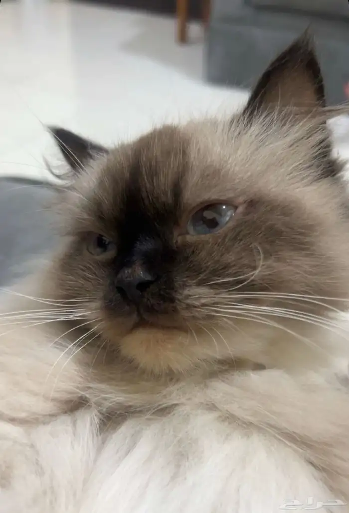 قطه للتبني العاجل 4