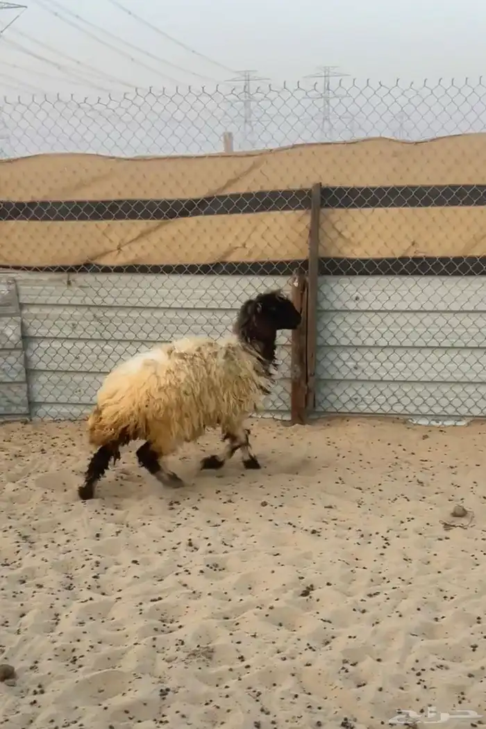 ذبايح نعيم بلدي و حري 2