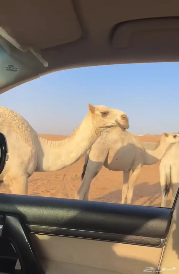 ضروبه وضحاء إنتاجها طيب 3