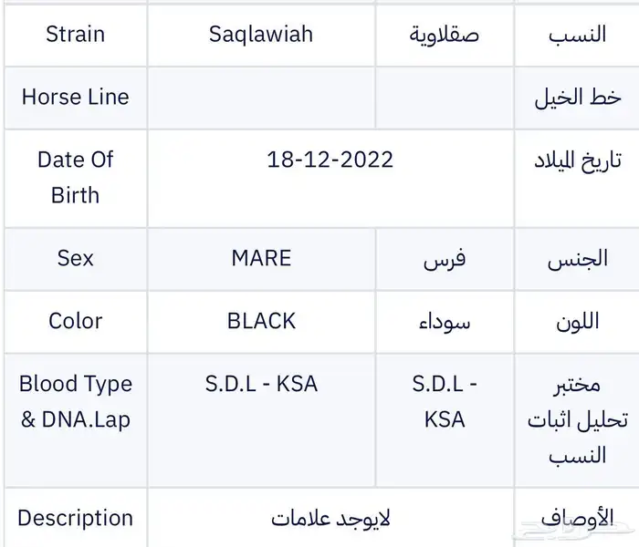 فرس دهماء واهو مكس 3
