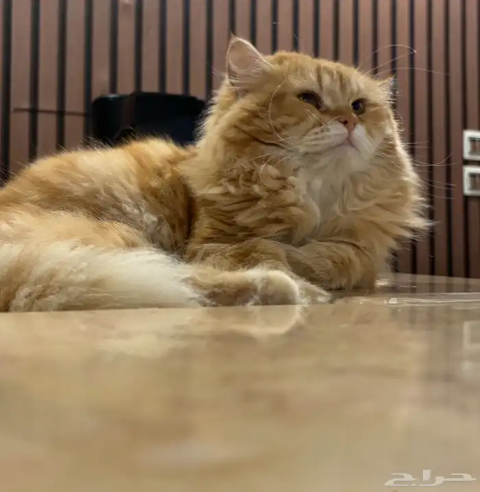 قط شيرازي ذكر لاتبني 4