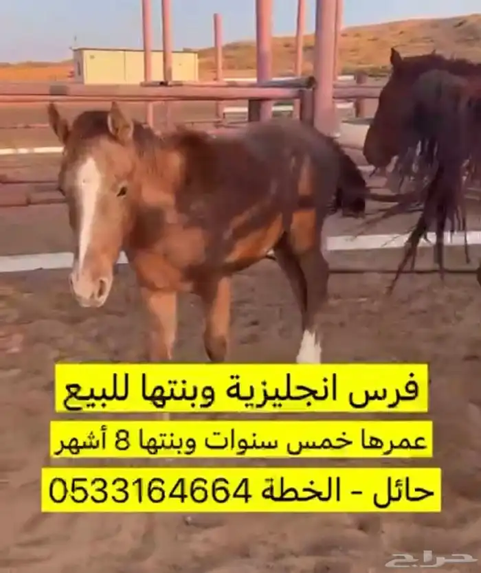 فرس إنجليزية وبنتها للبيع 1