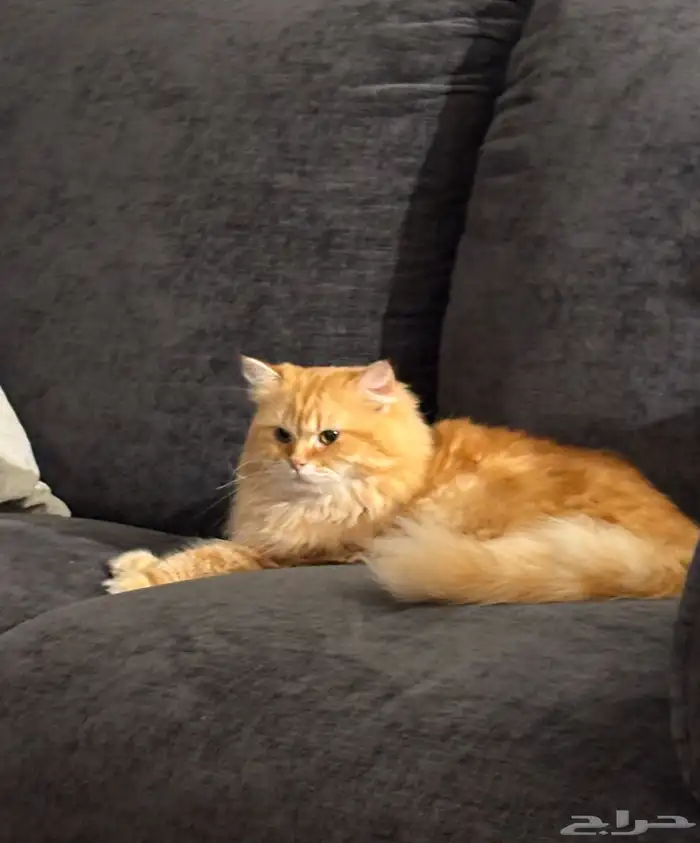 قط شيرازي ذكر لاتبني 2