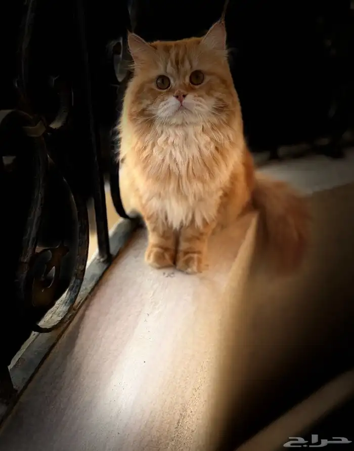 قط شيرازي ذكر لاتبني 1