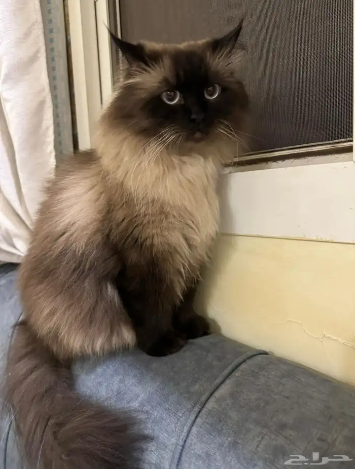 قط هملايا لتبني 0