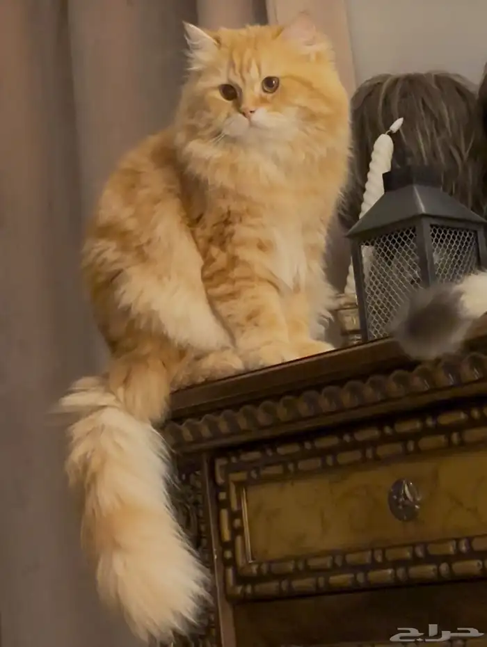 قط شيرازي ذكر لاتبني 0