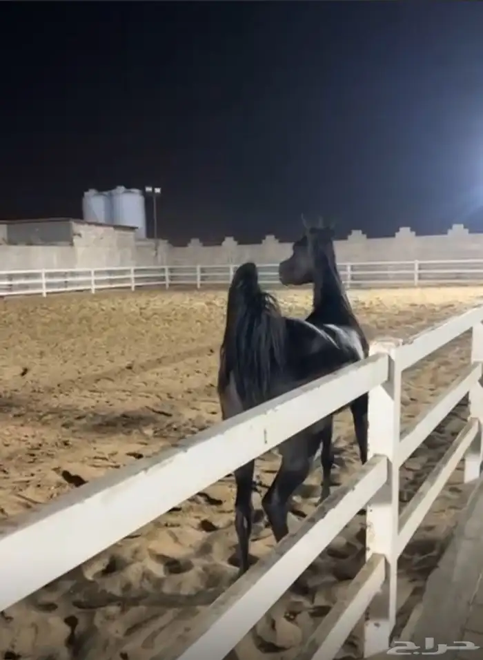 فرس دهماء واهو مكس 2