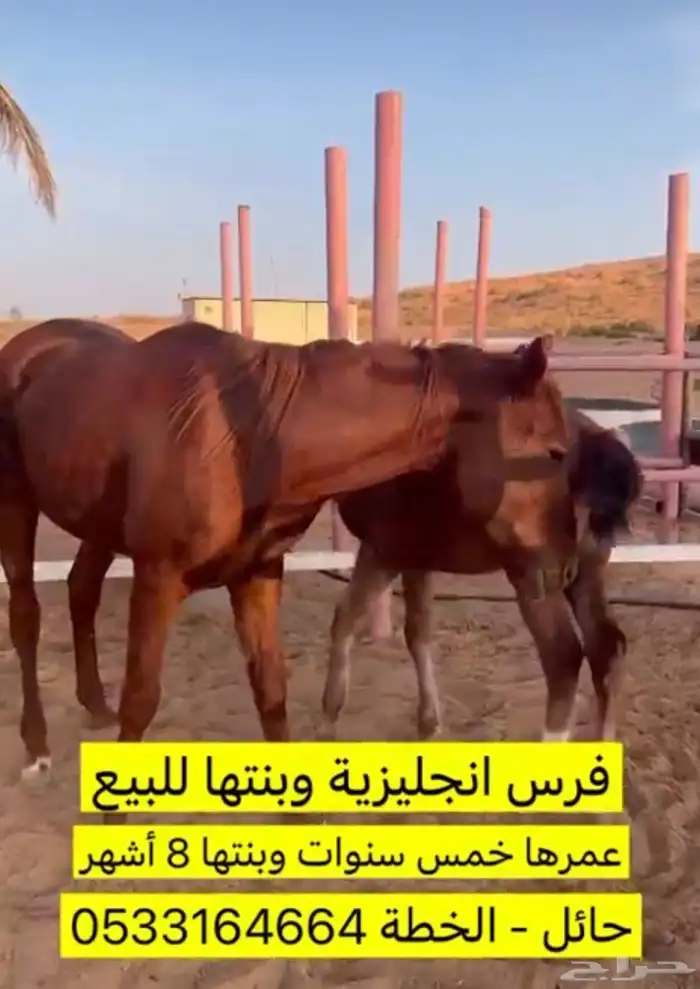 فرس إنجليزية وبنتها للبيع 0