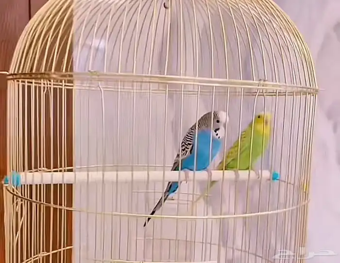 طيور كناري 2 للبيع 0