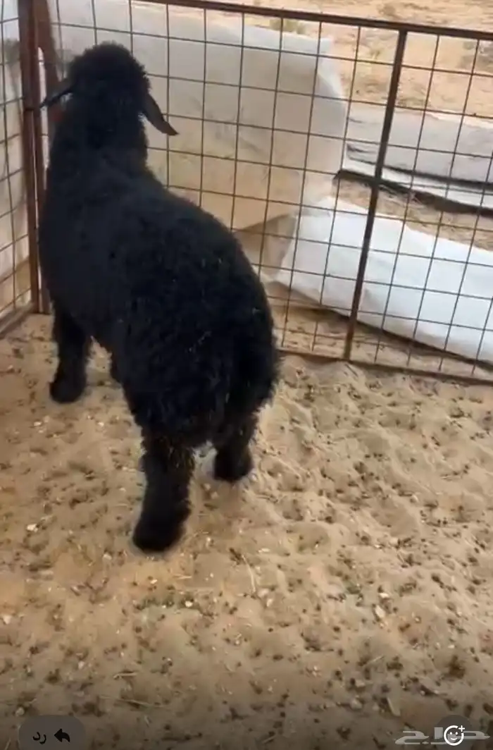 رخل رعب فل ظهر وطرف 1