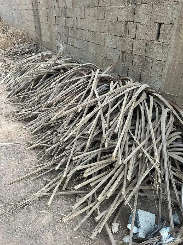 عسبان بدون ورق 0