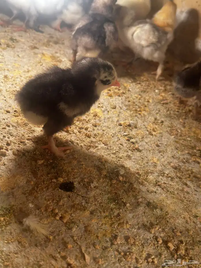 صوص دجاج زينه مشكل 0