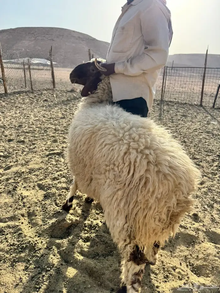 ذبايح نعيم بلدي فاخر وجبر ونضيف 2