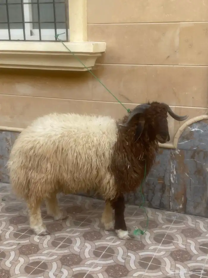 خروف جبر نعيمي للبيع 2