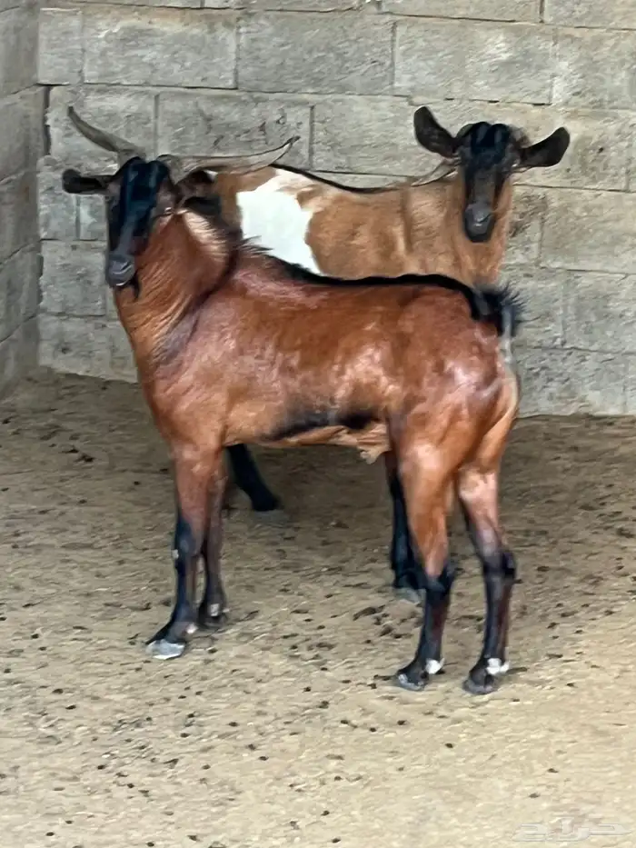 تيوس للبيع 1