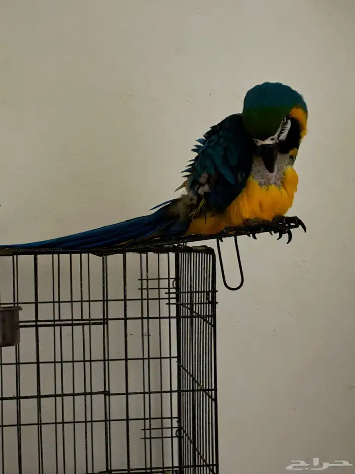 Blue and gold macaw 1