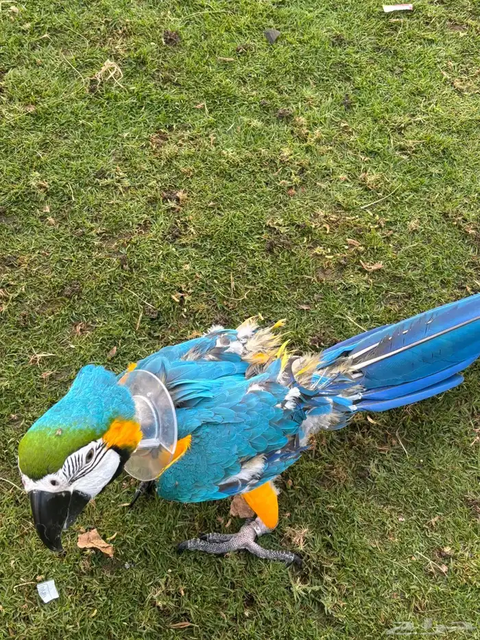 Blue and gold macaw 2