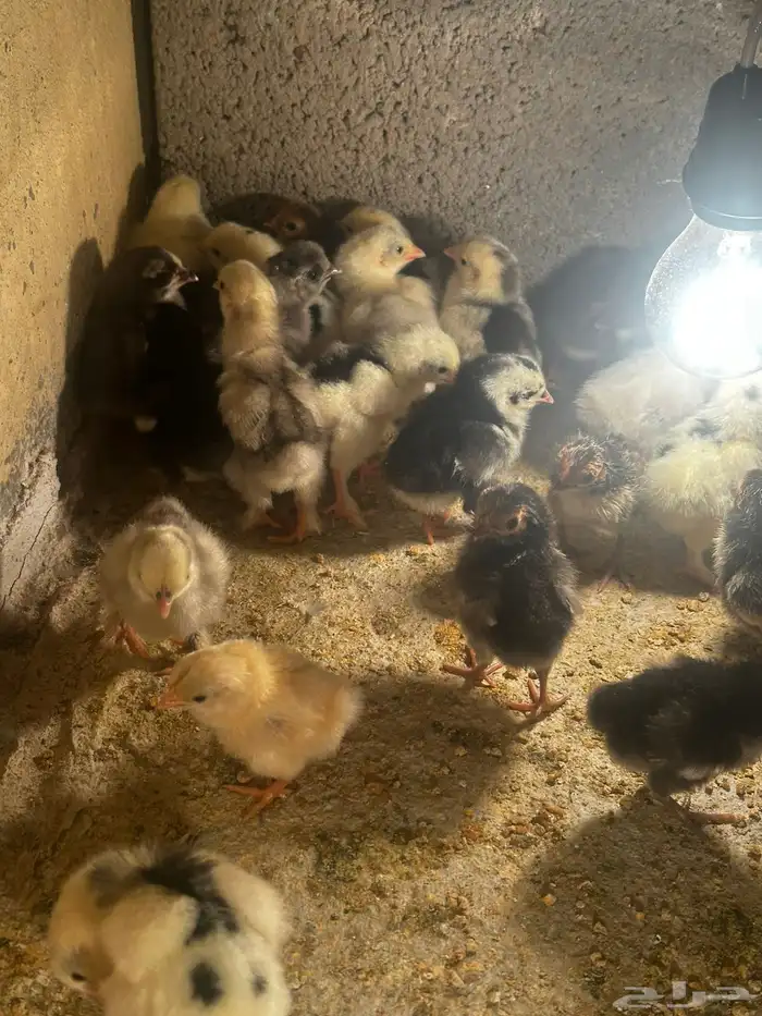 صوص دجاج زينه مشكل 1