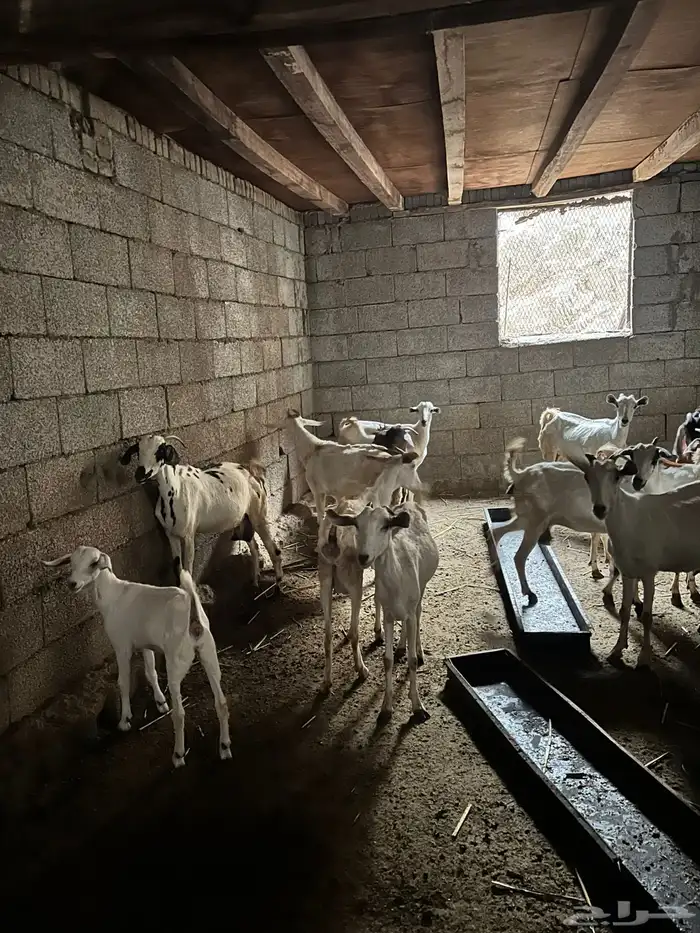 ماعز للبيع 2