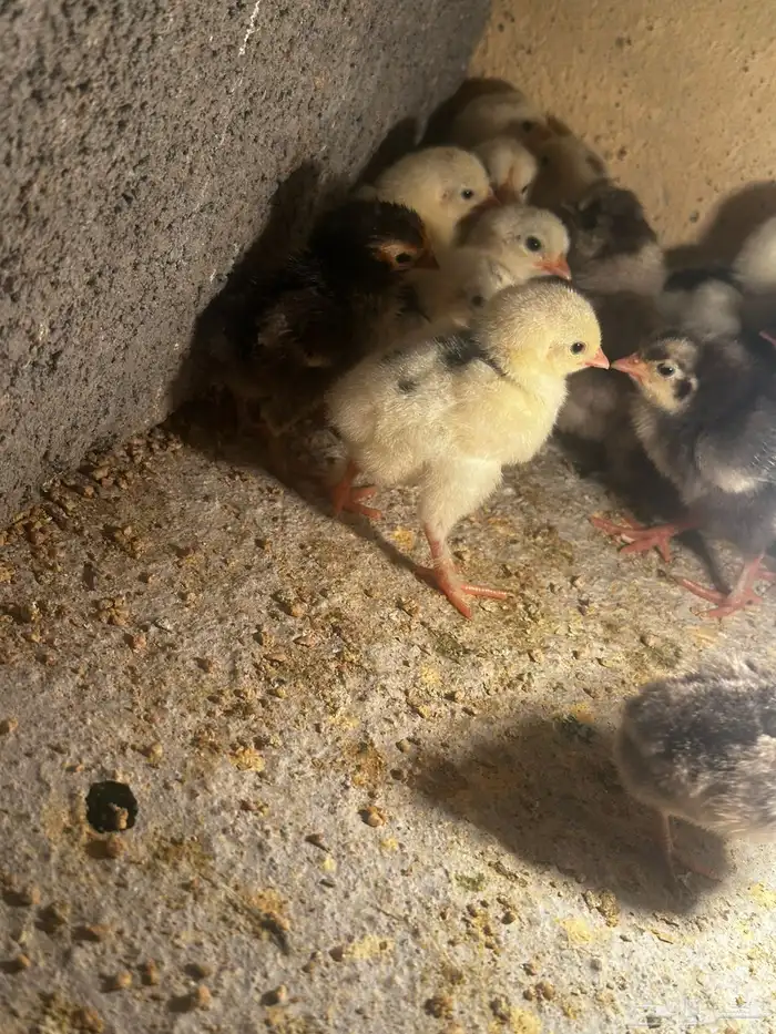 صوص دجاج زينه مشكل 2