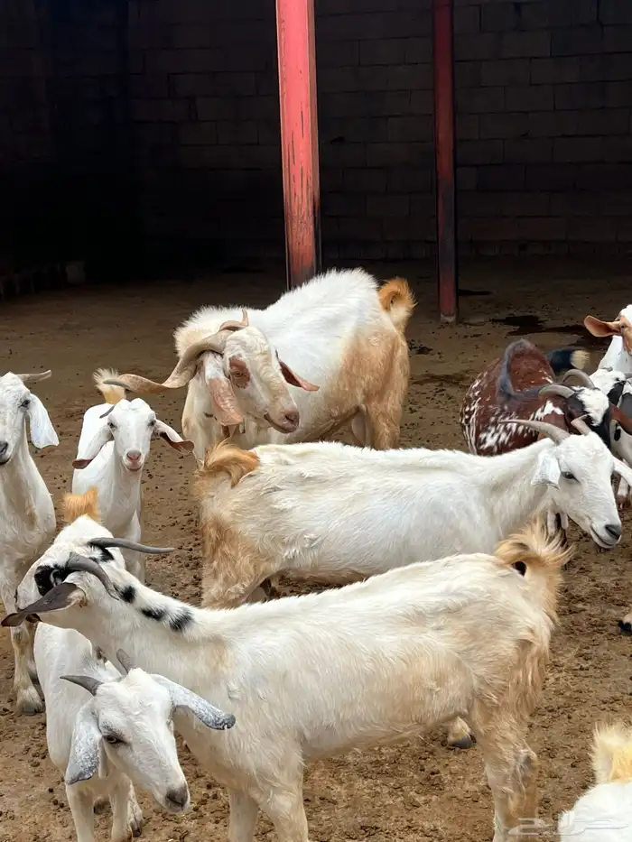 ماعز للبيع 5