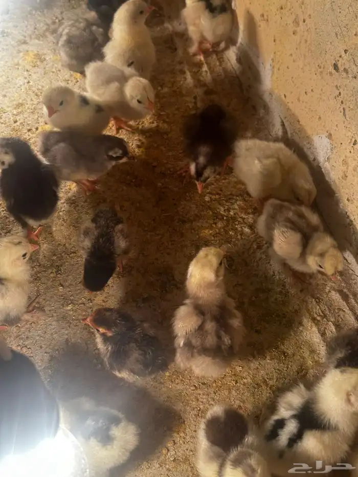 صوص دجاج زينه مشكل 4