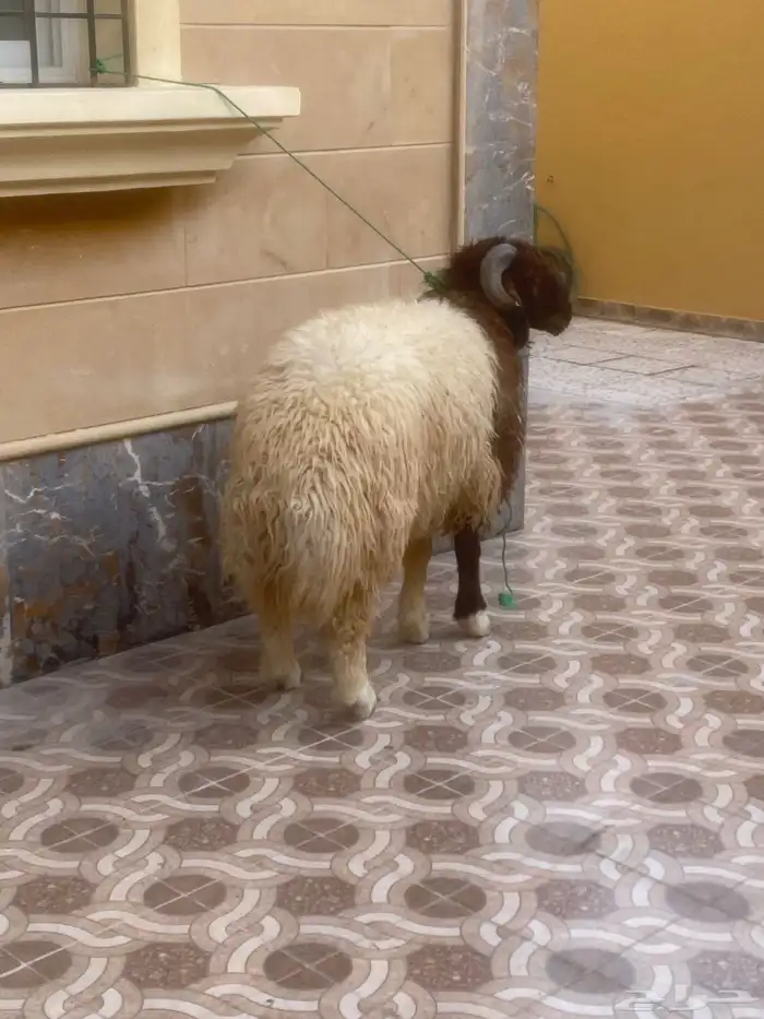 خروف جبر نعيمي للبيع 1